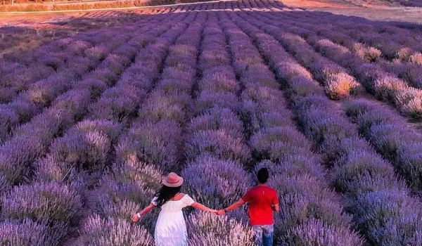 Yanchep Lavender Farm