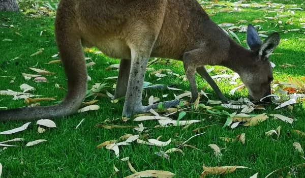 Yanchep National Park