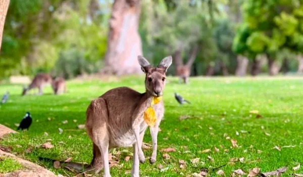 Yanchep National Park