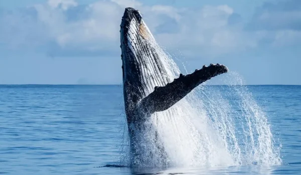 are there dangerous sharks during Ningaloo whale shark tours