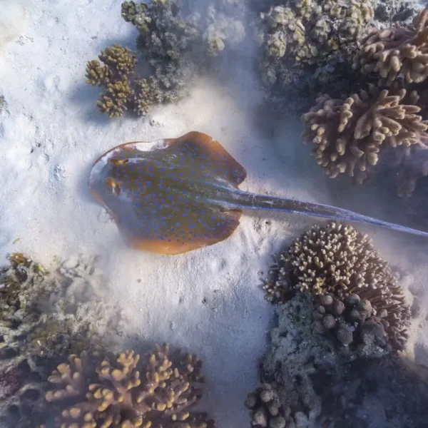 coral bay snorkelling tours
