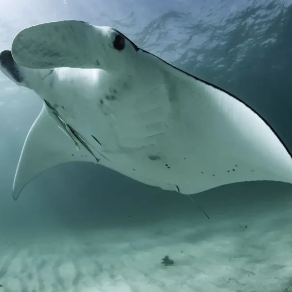 coral bay snorkelling tours