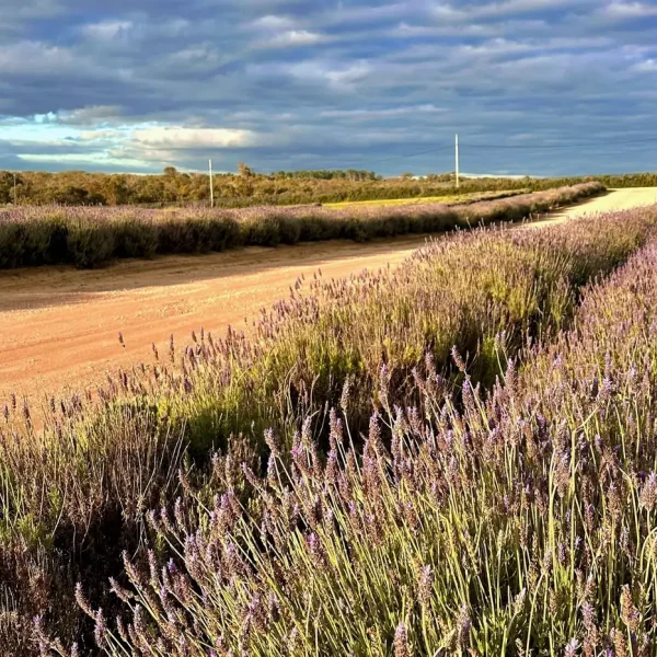 day tours from perth wa