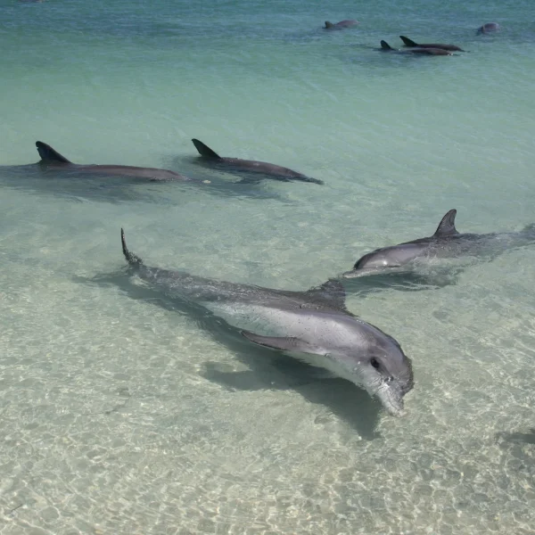 dolphins monkey mia