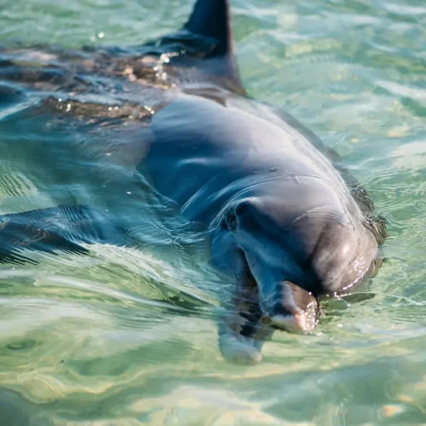 exmouth snorkelling tours