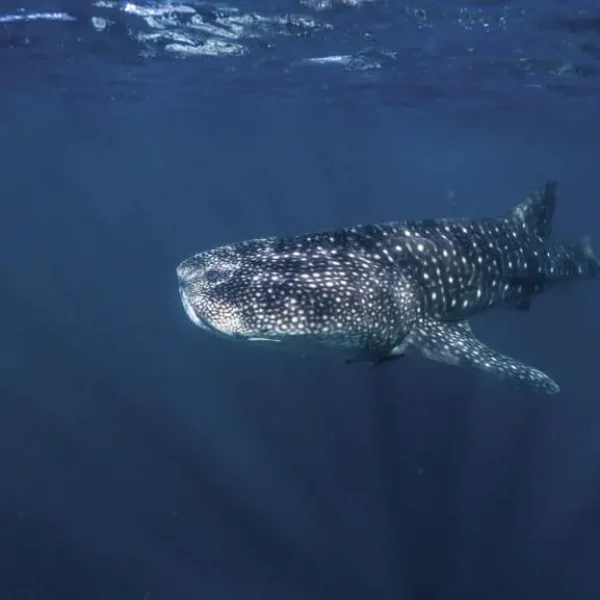exmouth to shark bay