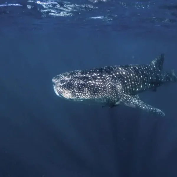 kalbarri tours