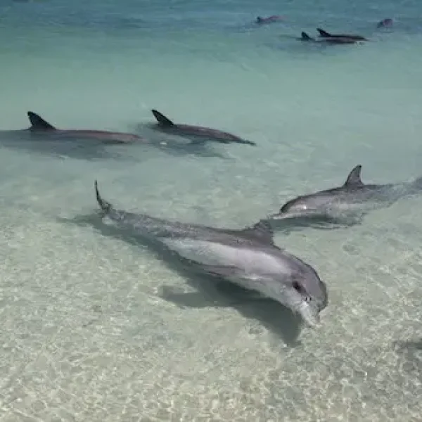 ningaloo reef tours from perth