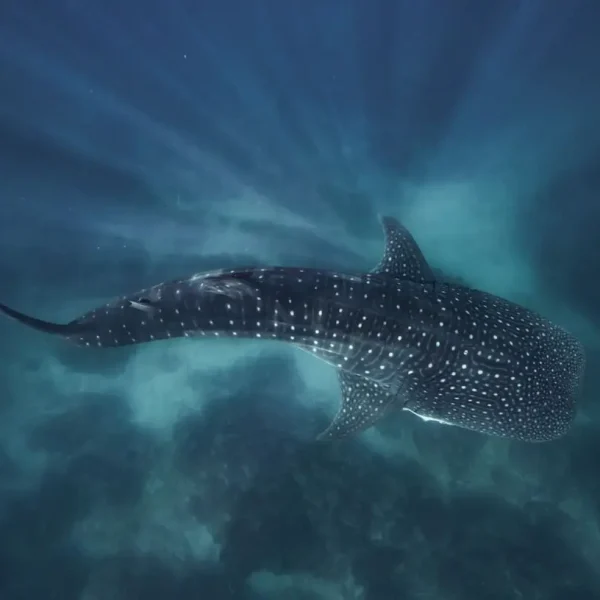 ningaloo reef tours