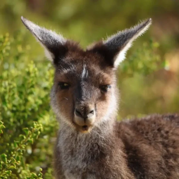 perth to pinnacles day trip