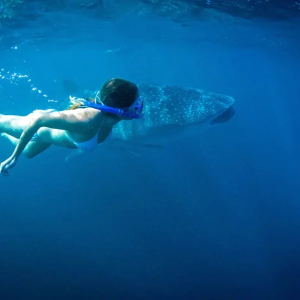 snorkelling kalbarri