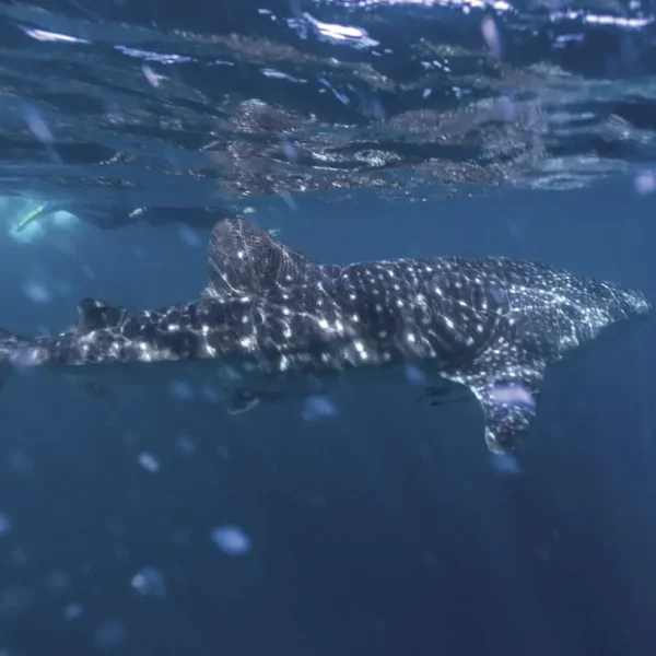 things to do in coral bay
