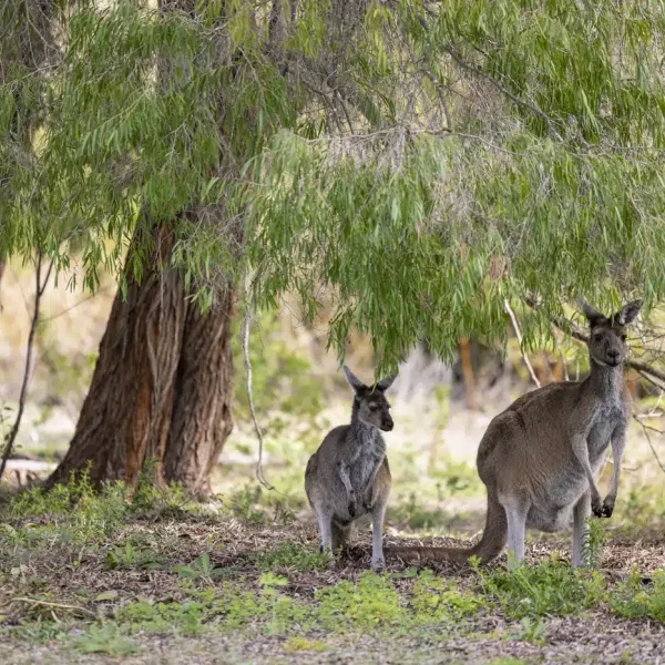 tours around perth