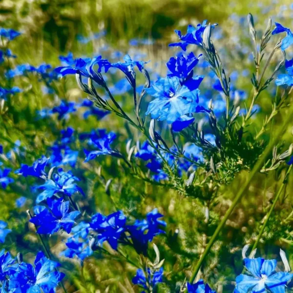 wa wildflower tours 2023 2024