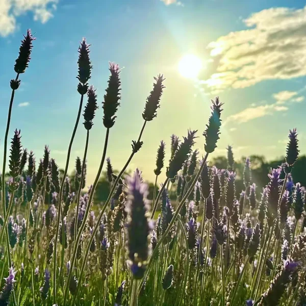 wa wildflower tours 2026
