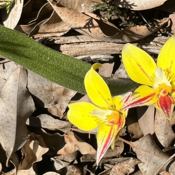 western a tralian wildflowers tours