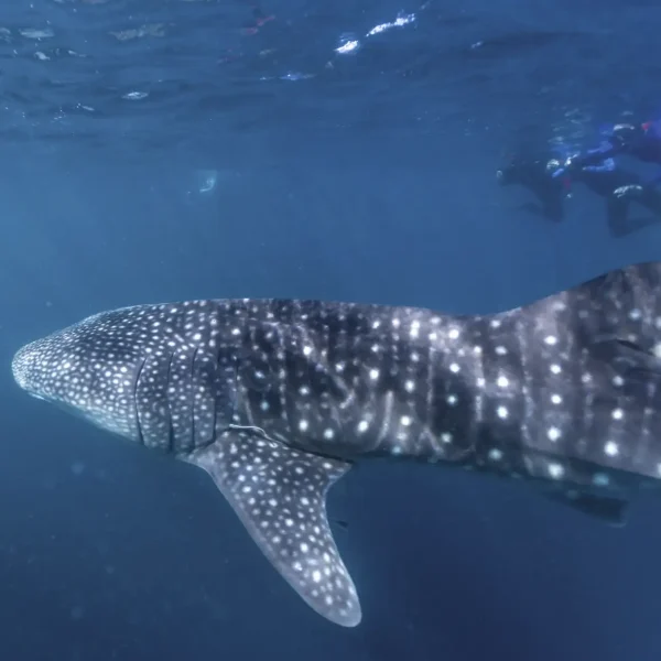 whale shark tours exmouth