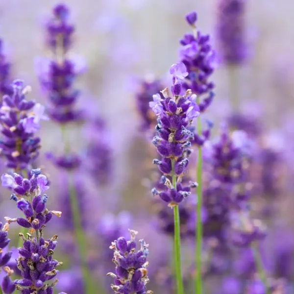 wild flower tours