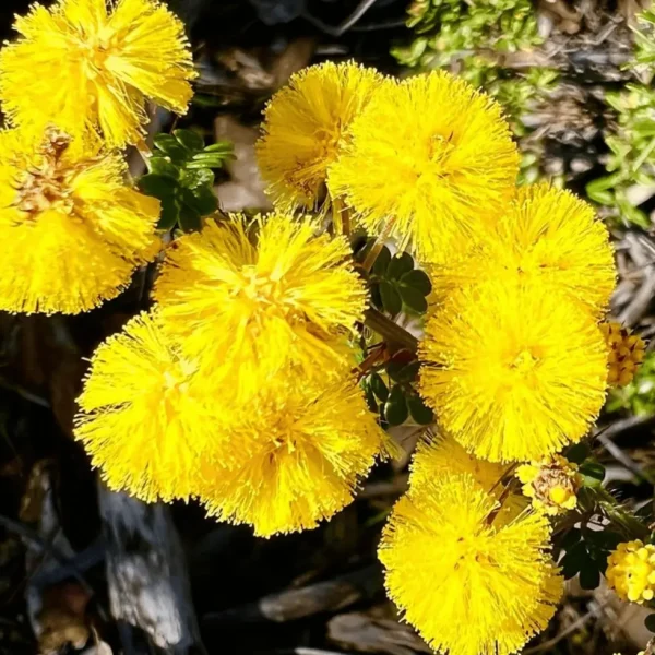 wildflower tour perth