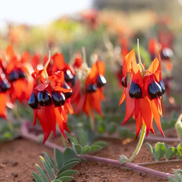 wildflower tour perth