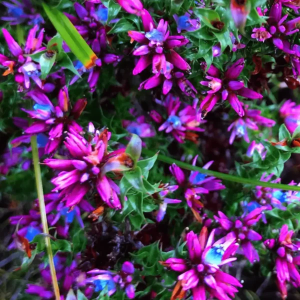 wildflower tour wa