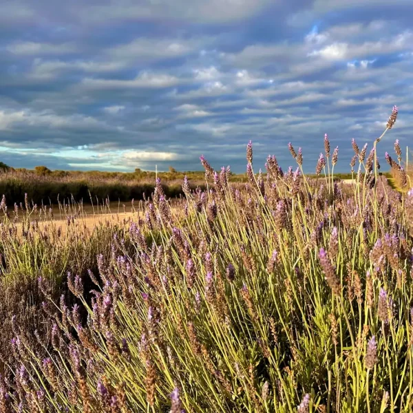 wildflower tours from perth