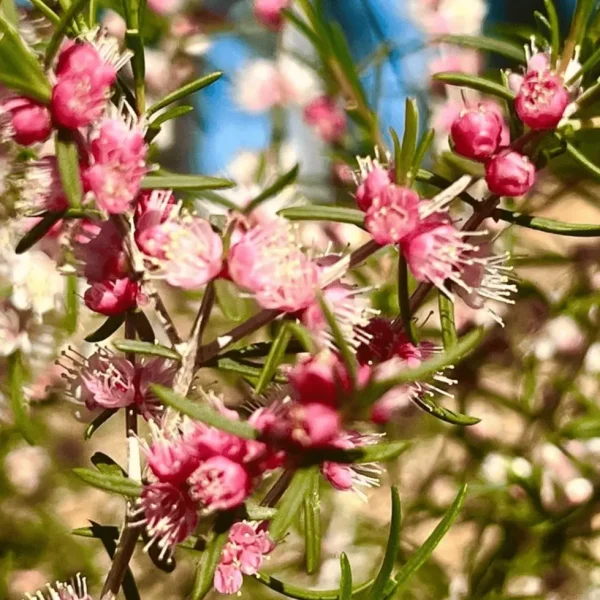 wildflower tours