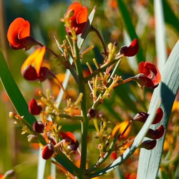 wildflower tours wa