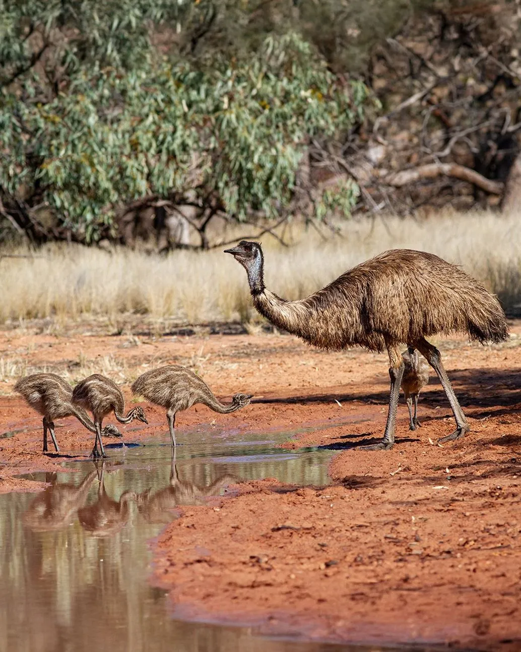 emus, Wildlife You’ll Meet Along The Track