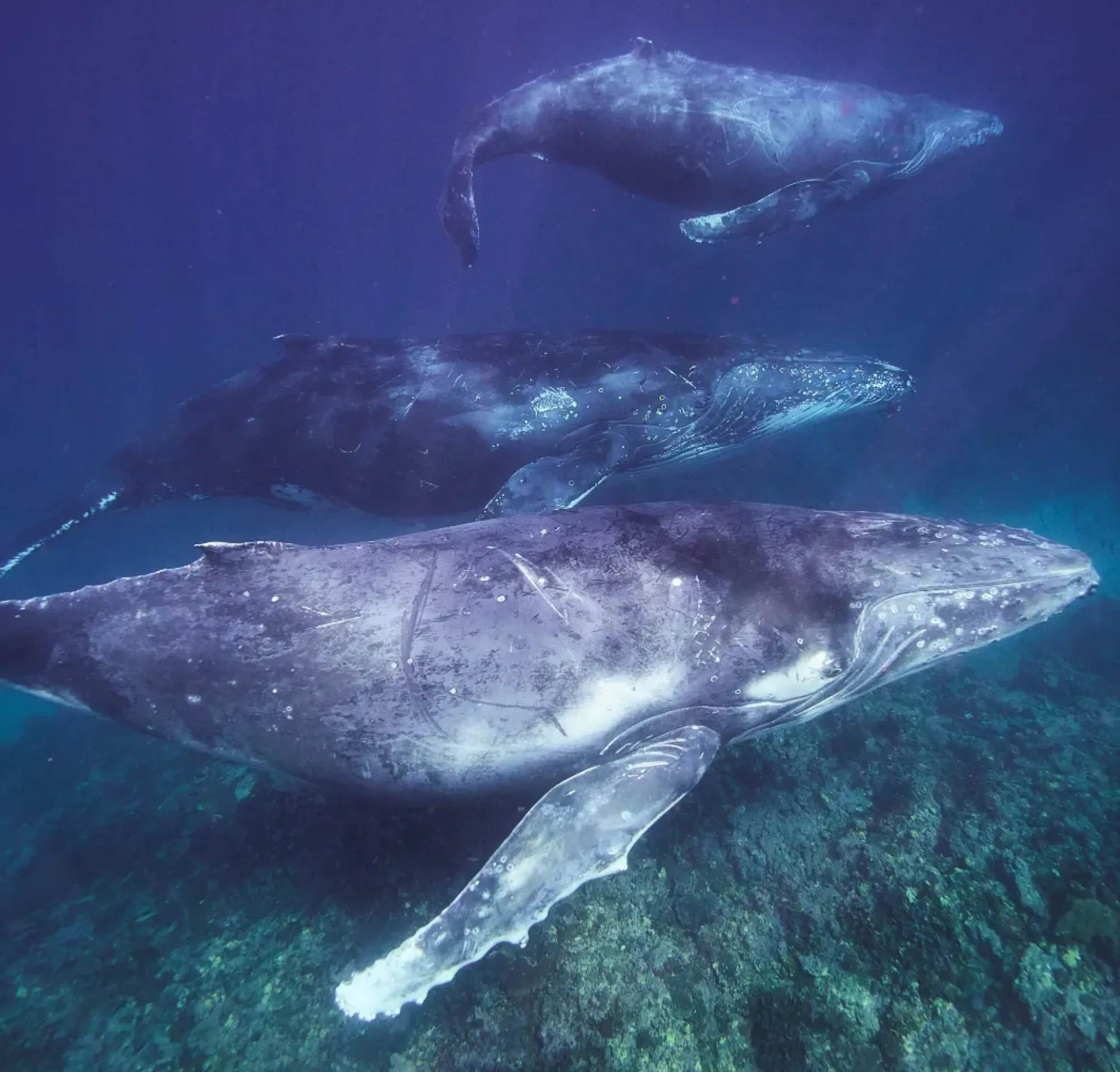 is swimming with whale sharks at Ningaloo safe