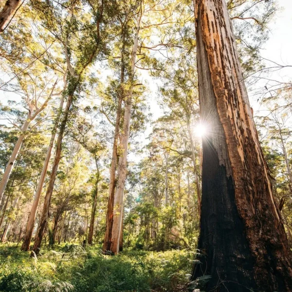 margaret river wine tours