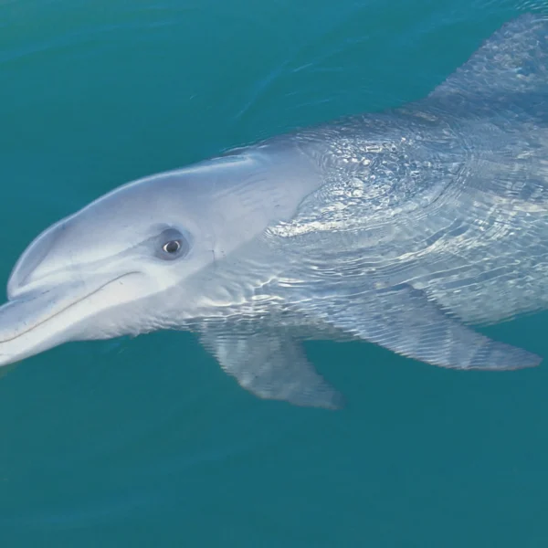 Meet Monkey Mia's dolphins