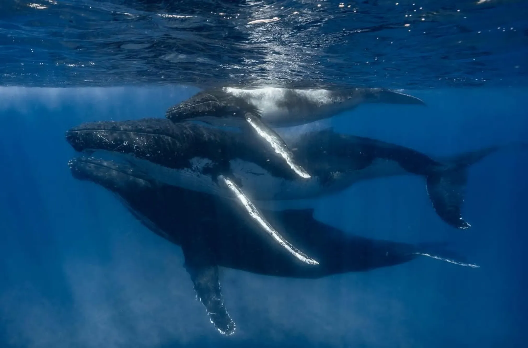 tiger sharks near Ningaloo Reef whale shark swims