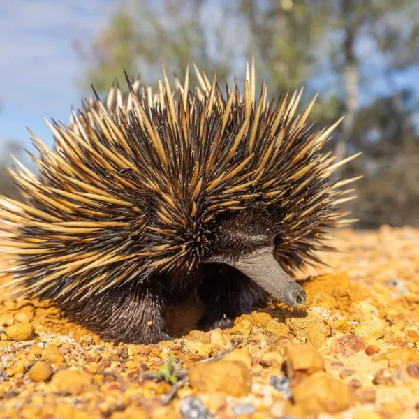 tour western australia