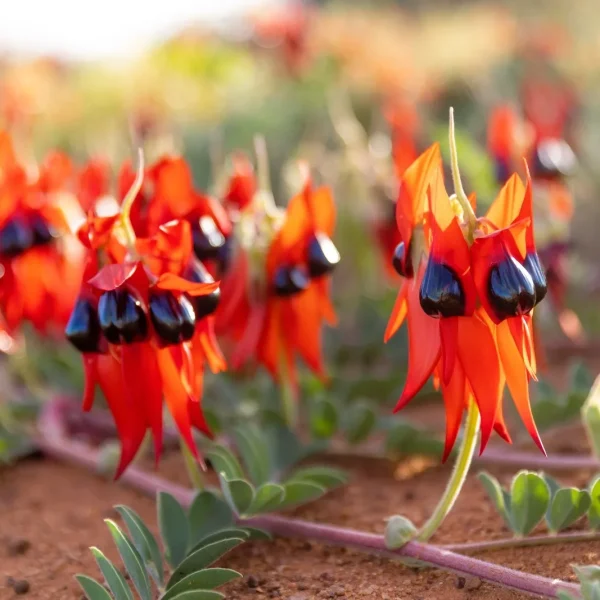 western asutralia tours