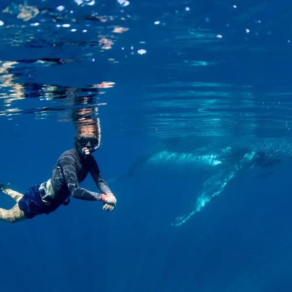 whale shark exmouth