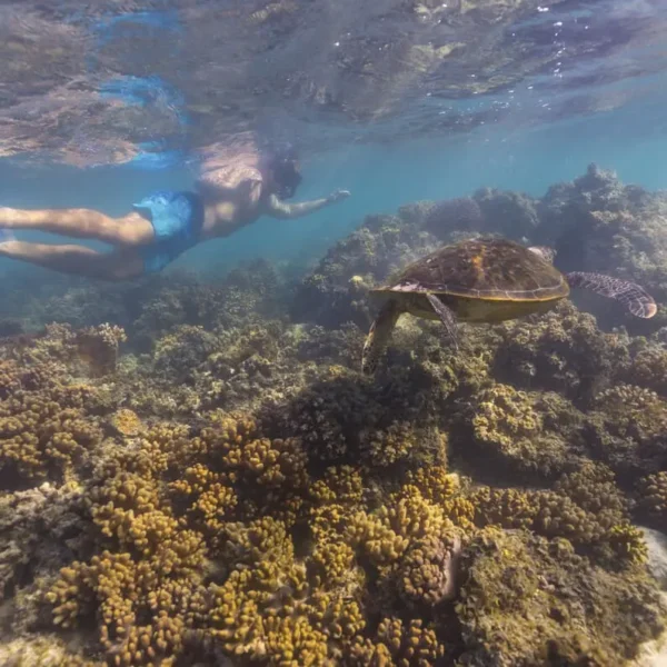 whale shark tours exmouth