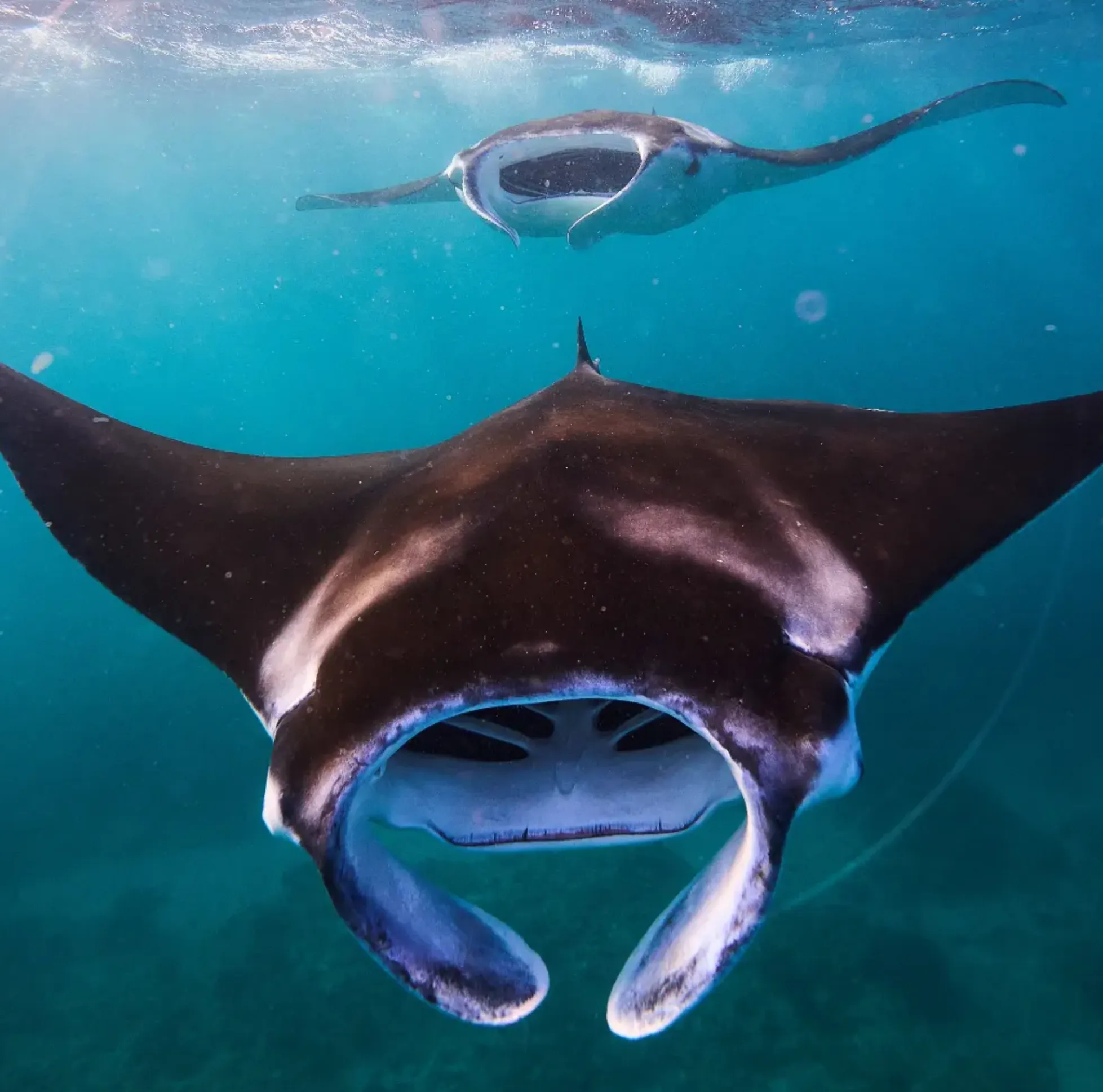 what sharks live around Ningaloo Reef